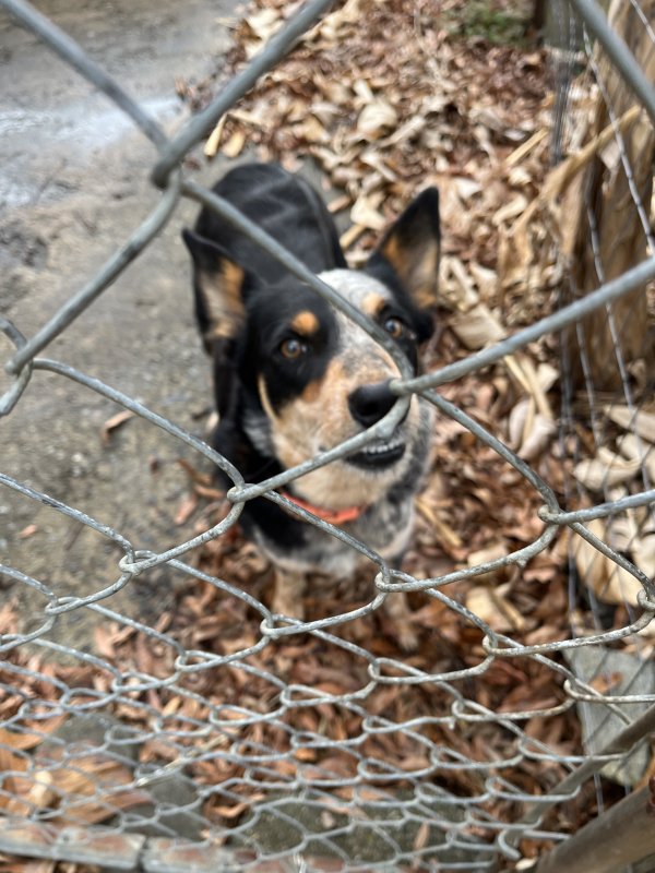 Found Australian Cattle Dog 