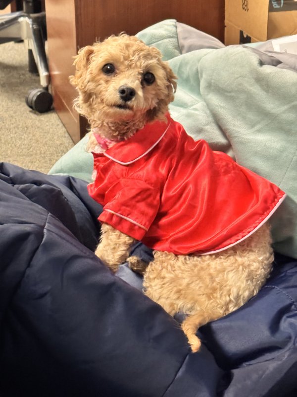 Found Poodle in Antioch, CA