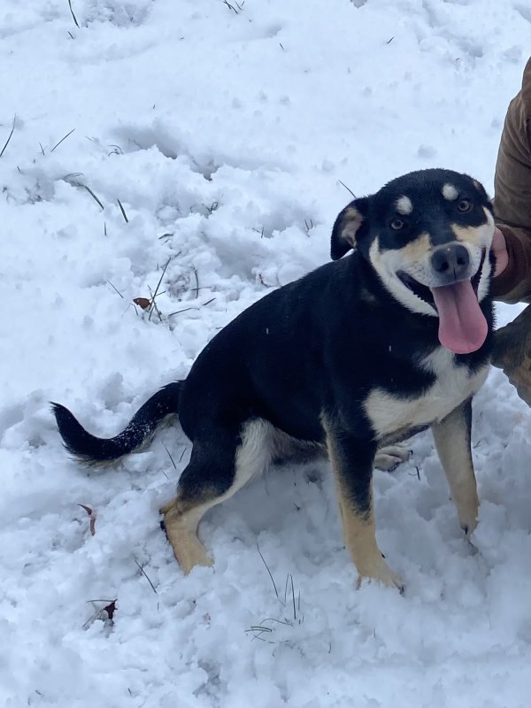 Lost Black Mouth Cur in Chickamauga, GA