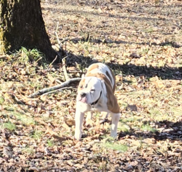 Found English Bulldog in Royal, AR