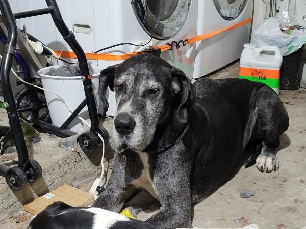 Found Great Dane in Houston, TX