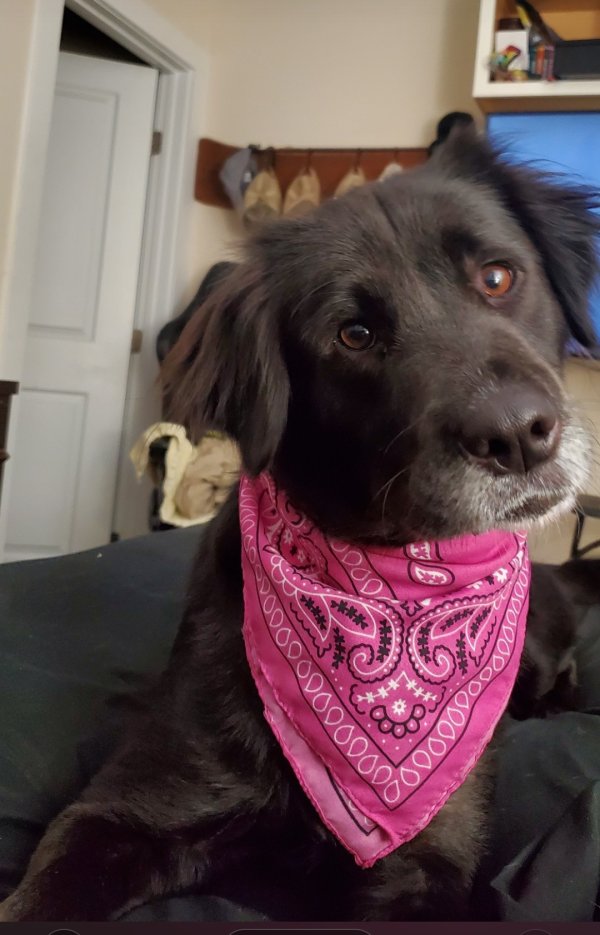 Lost Labrador Retriever in Leesville, SC