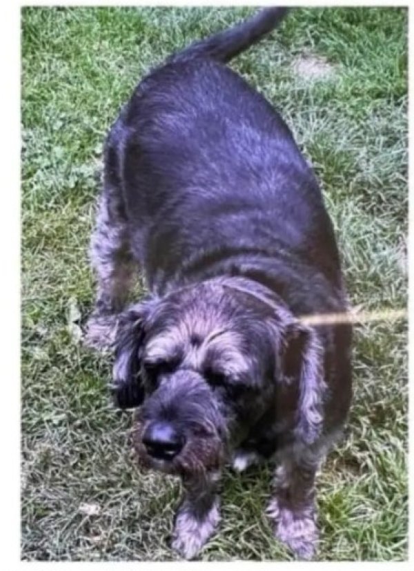 Stolen Airedale Terrier in Dunbar, PA