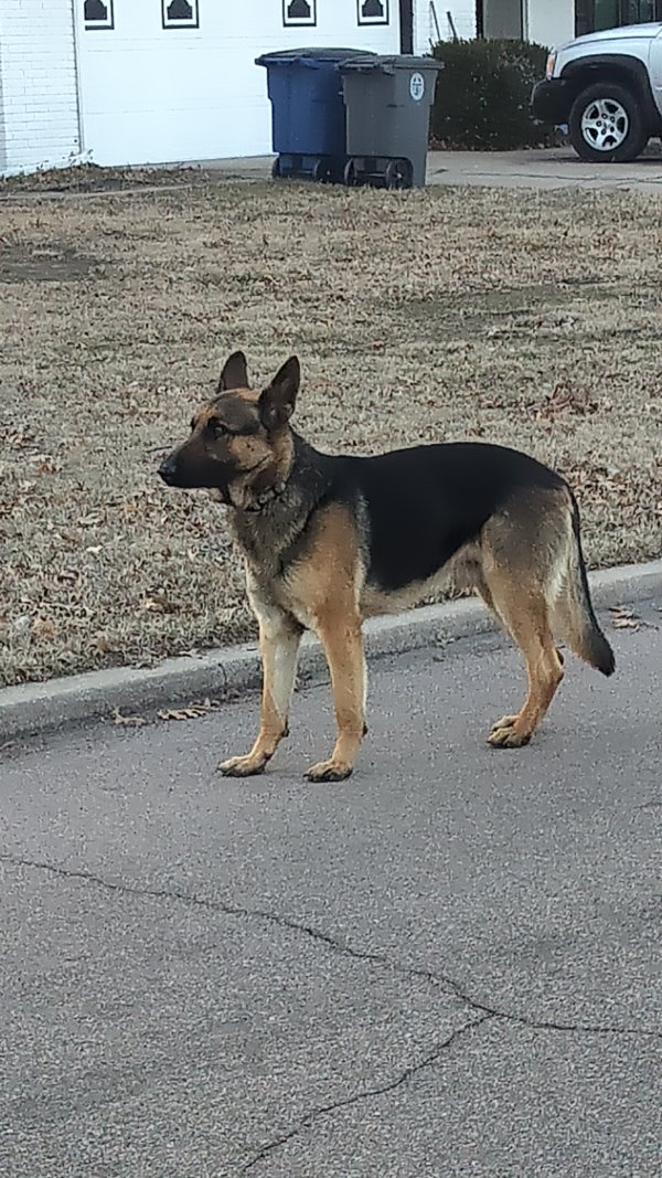 Found German Shepherd Dog in Tulsa, OK