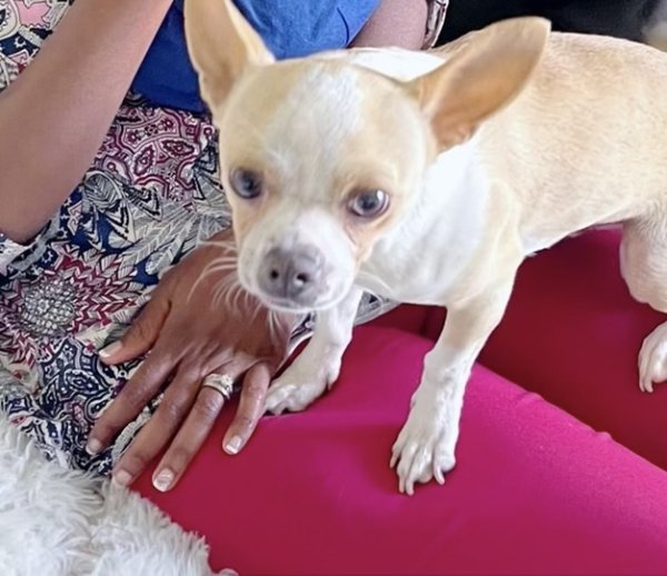 Lost Chihuahua in Rock Hill, South Carolina