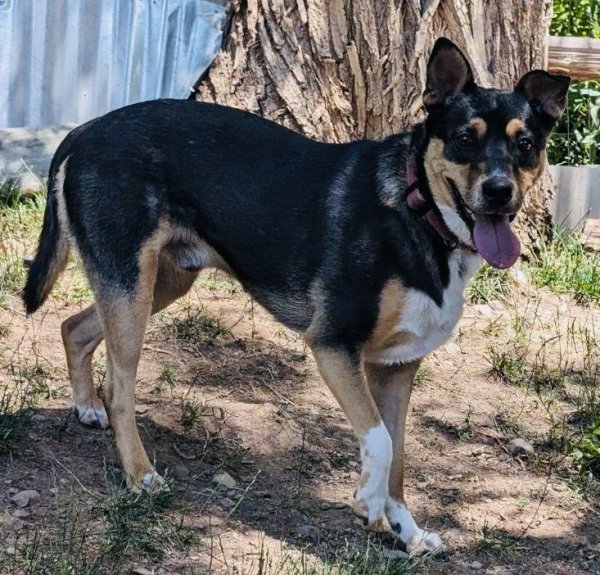 Lost Jack Russell Terrier 