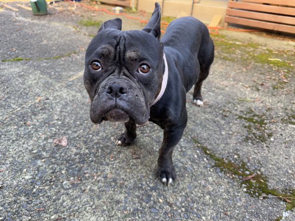 Found French Bulldog in Portland, OR