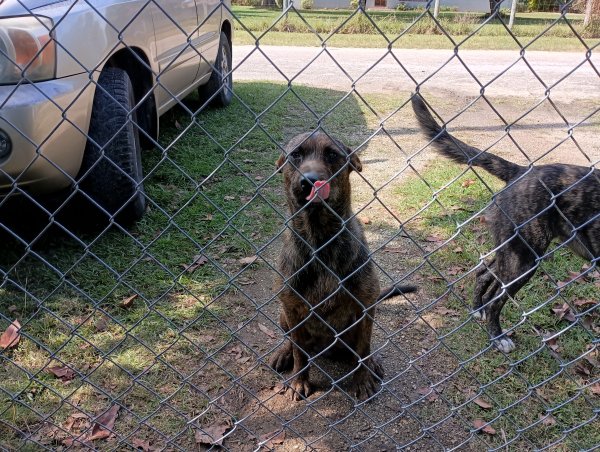 Found German Shepherd Dog in Florida