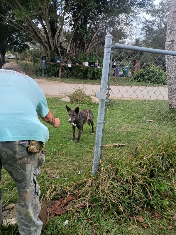 Found Mutt in Homestead, FL