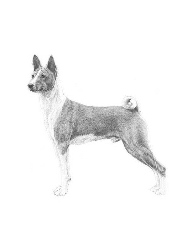 Lost Basenji in Willcox, AZ