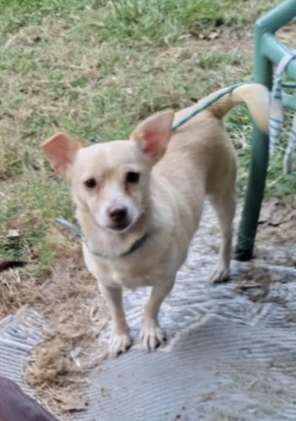 Lost Chihuahua in Bryan, TX