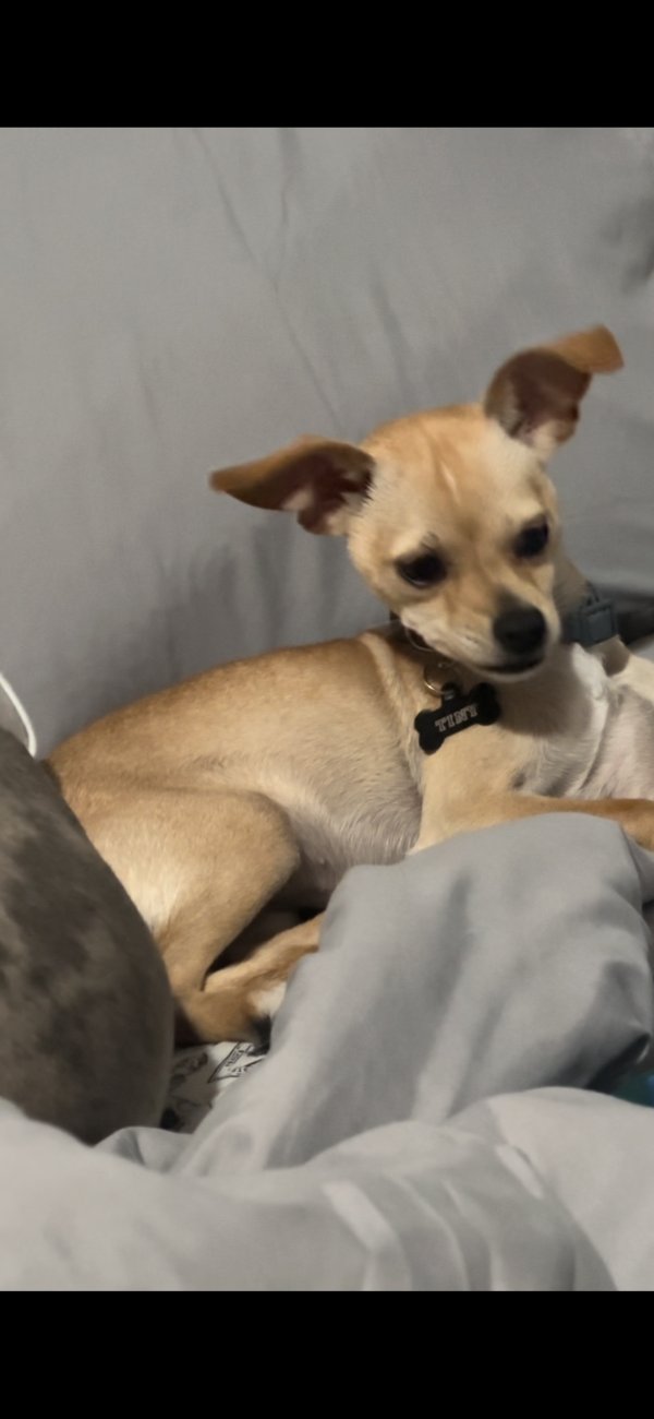 Lost Chihuahua in Miami, Florida