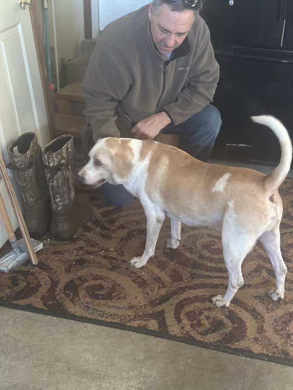 Found Beagle in Jeffersonville, Indiana