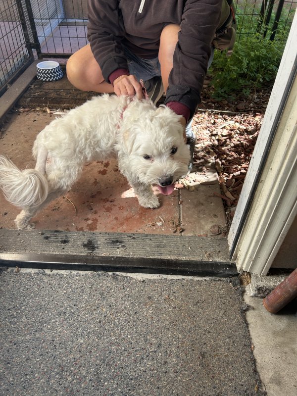 Found Mutt in Pismo Beach, CA