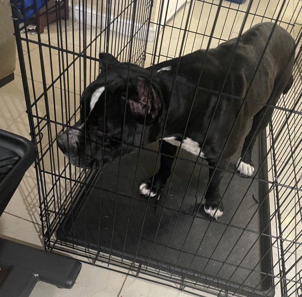 Found Pit Bull in Houston, TX