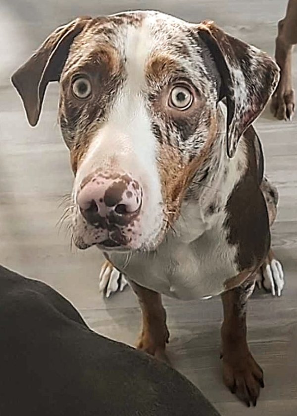 Lost Catahoula Leopard in Texas