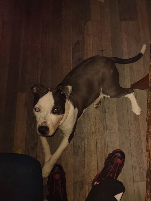 Lost Pit Bull in Murfreesboro, TN