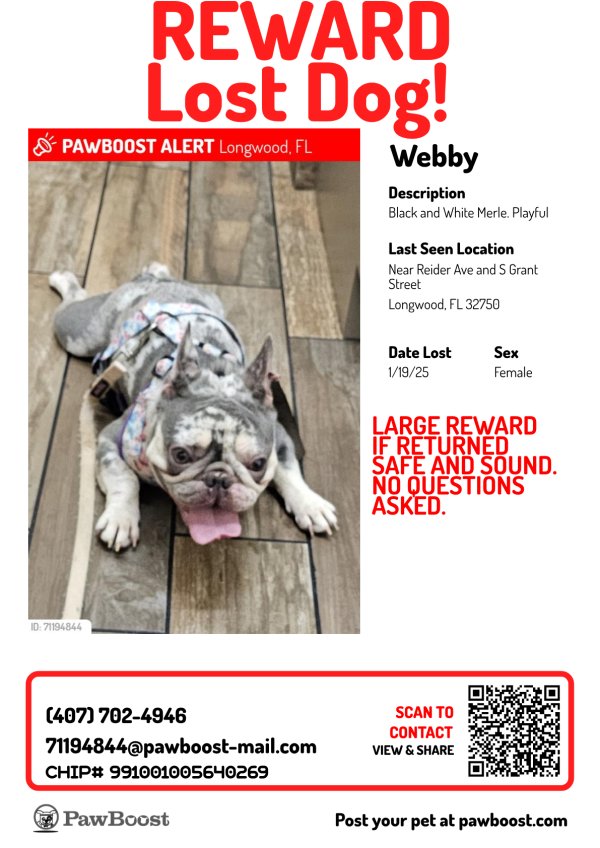 Stolen French Bulldog in Longwood, FL