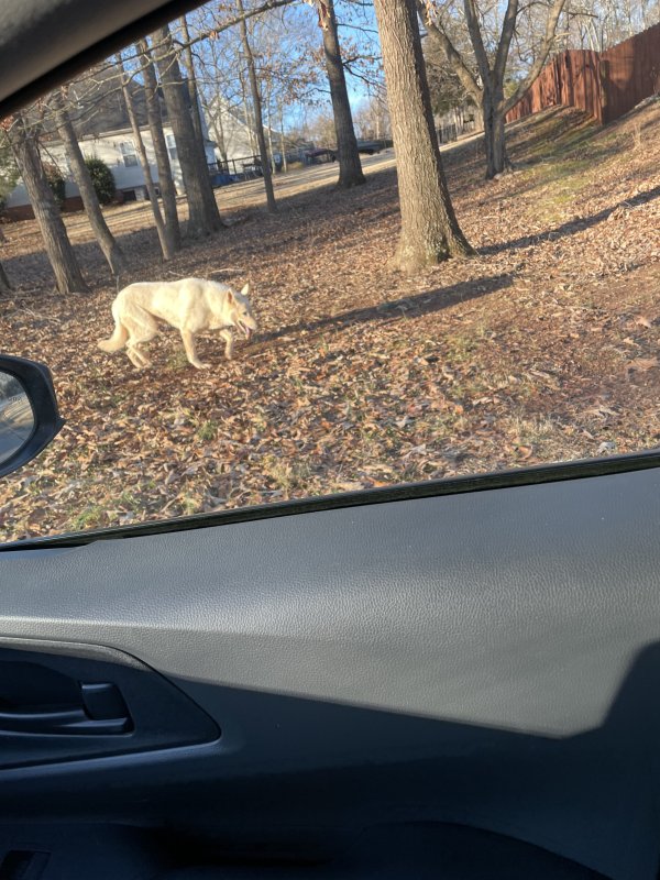 Found German Shepherd Dog in Taylors, SC