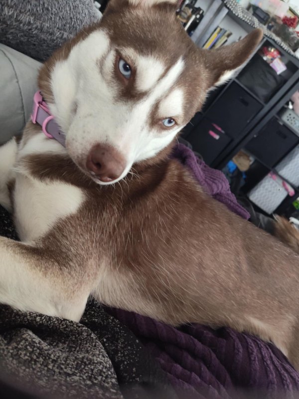 Stolen Siberian Husky in Canton, OH