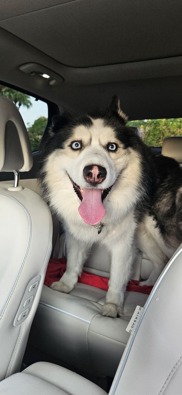 Found Siberian Husky in Fort Lauderdale, FL