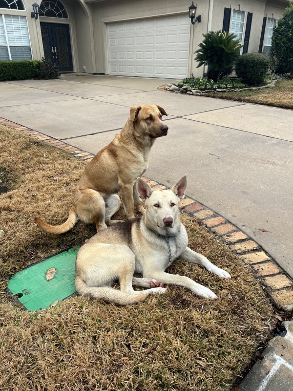 Found German Shepherd Dog in Houston, TX