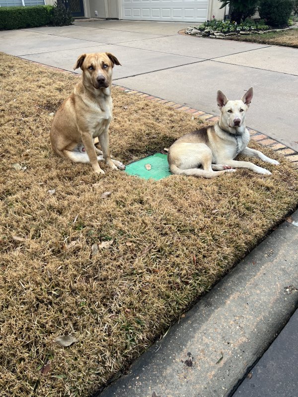 Found Mutt in Houston, Texas