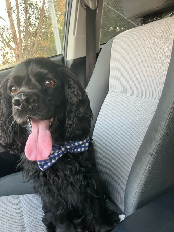 Found Cocker Spaniel in California