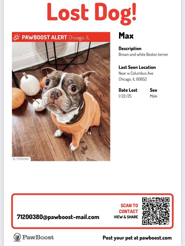 Lost Boston Terrier in Illinois