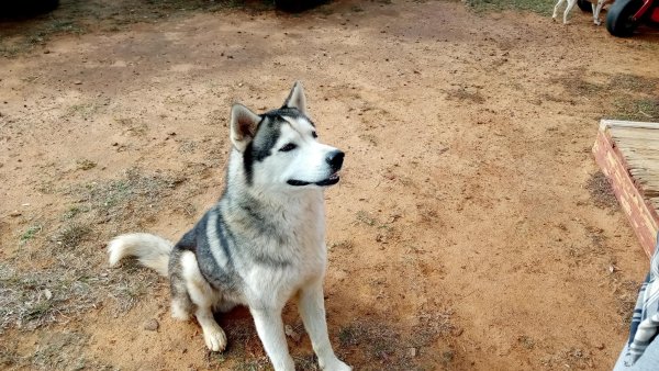 Found Siberian Husky in Texas