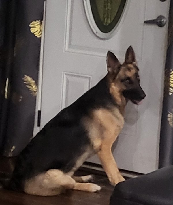 Lost German Shepherd Dog in Greenville, TX