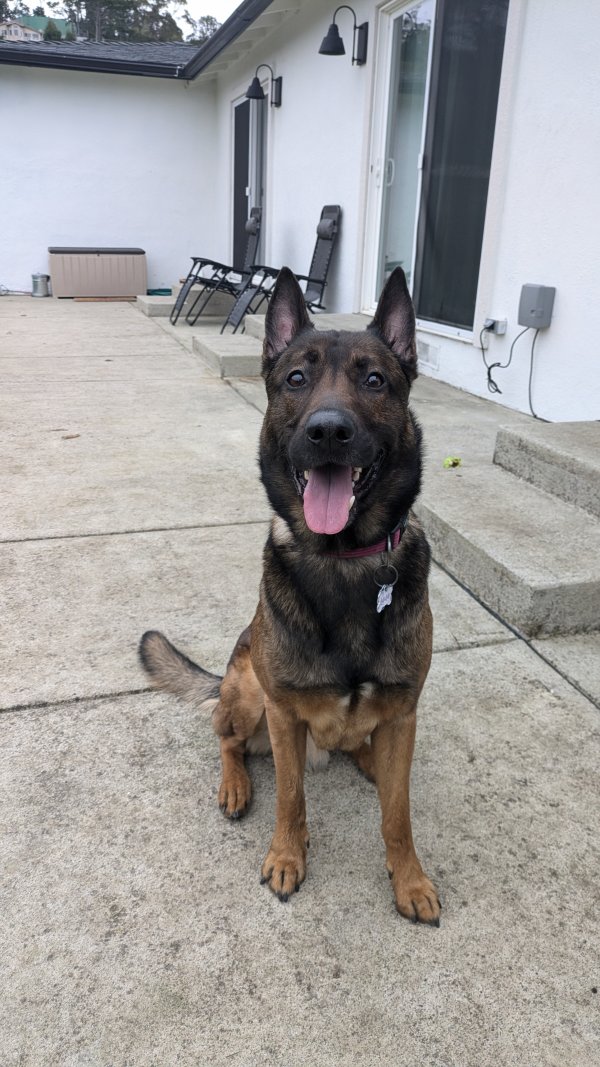 Found Belgian Malinois in California