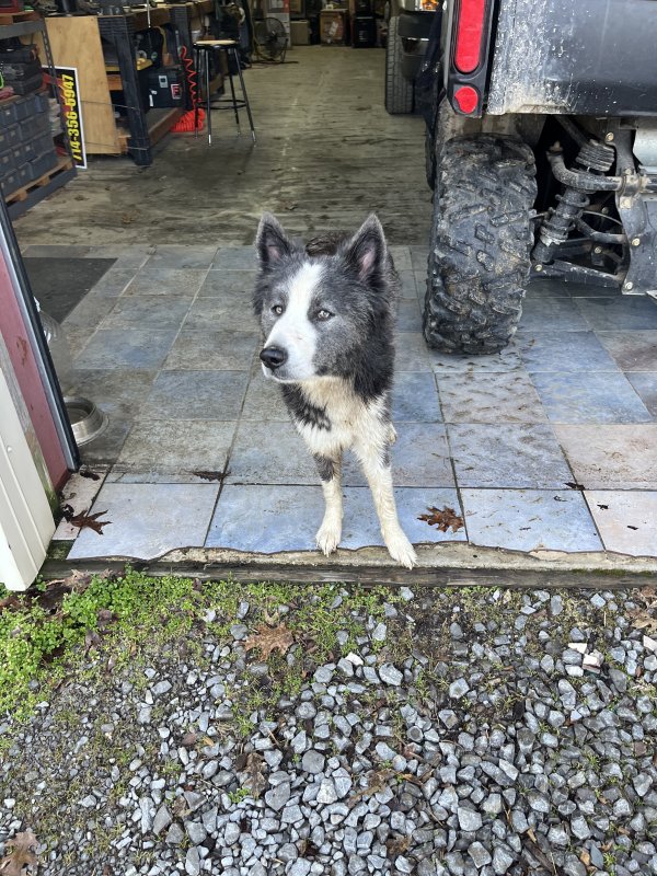 Found Siberian Husky in Tennessee