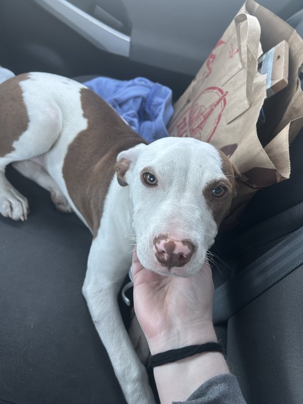 Found American Staffordshire Terrier in San Antonio, TX