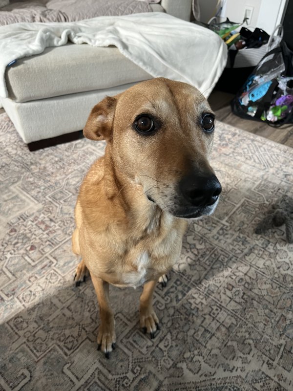 Lost Mutt in North Carolina