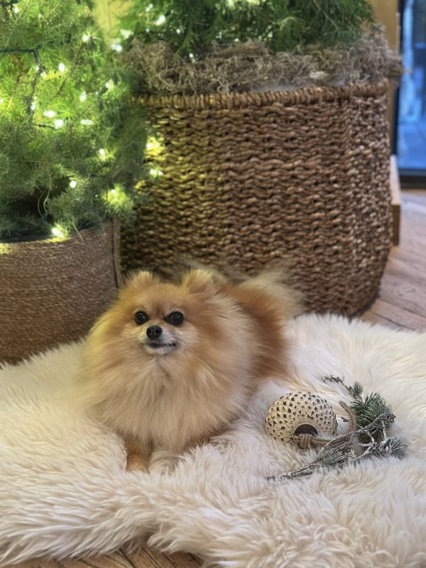 Lost Pomeranian in Miami, FL