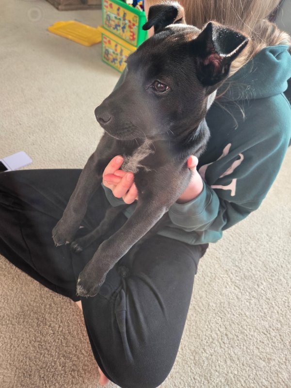 Found Labrador Retriever in Mansfield, TX