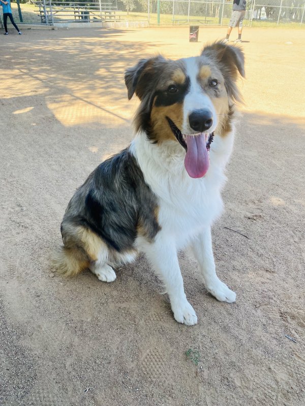 Lost Australian Shepherd in California