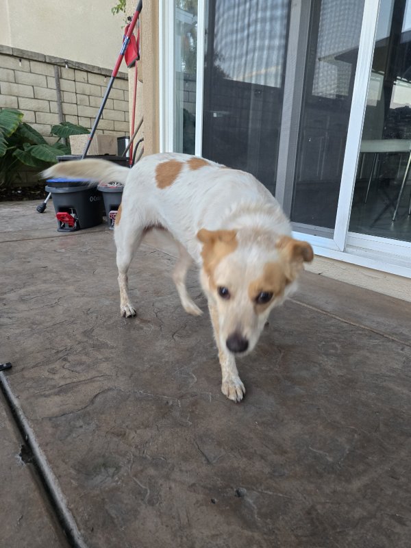 Found Australian Shepherd in San Diego, CA