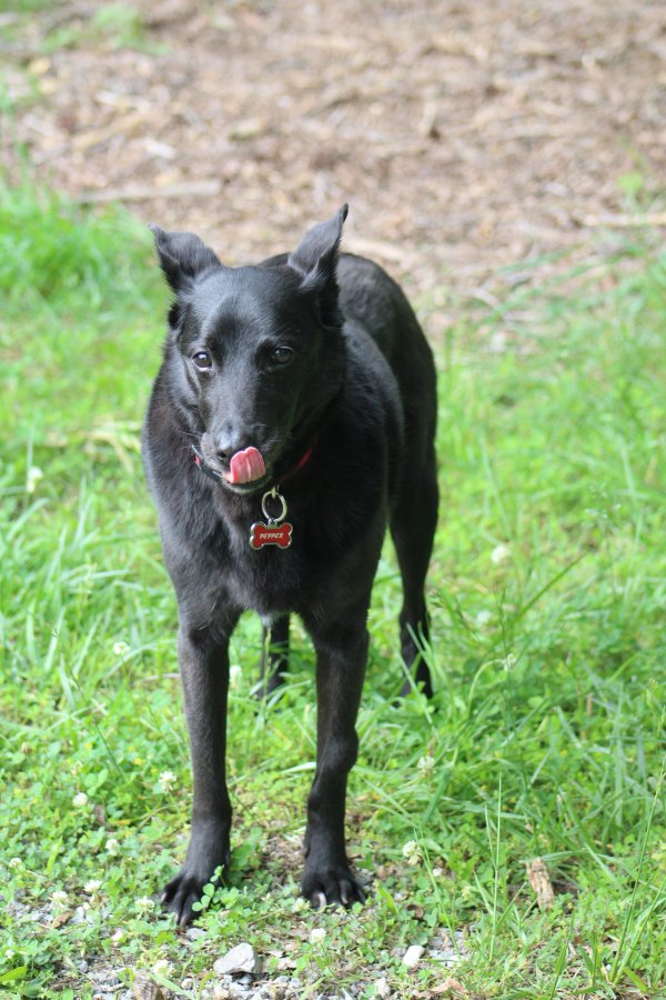 Lost Labrador Retriever in Maryland