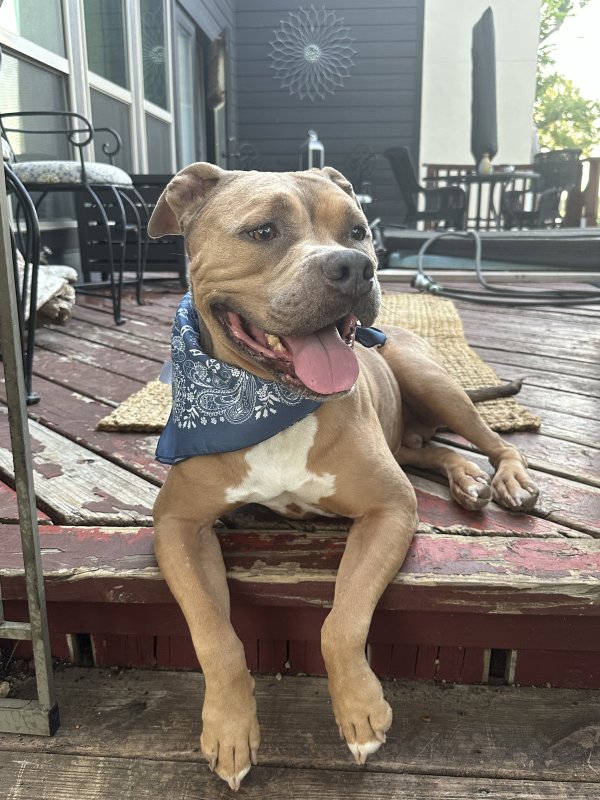 Lost Pit Bull in Fort Worth, TX