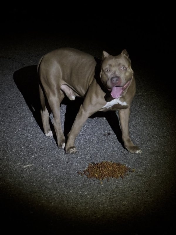 Found Pit Bull in Hixson, TN