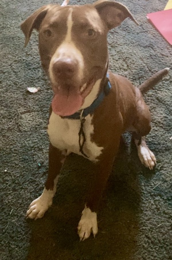 Lost Pit Bull in Tulsa, OK