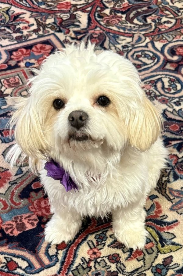 Lost Shih Tzu in Beltsville, MD