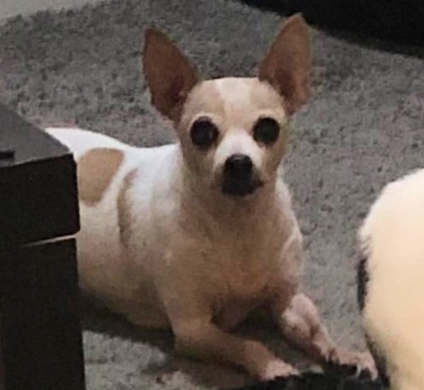 Lost Chihuahua in San Bernardino, CA