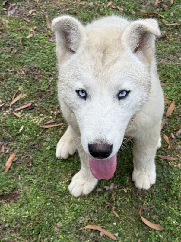 Found Siberian Husky in Chattanooga, Tennessee