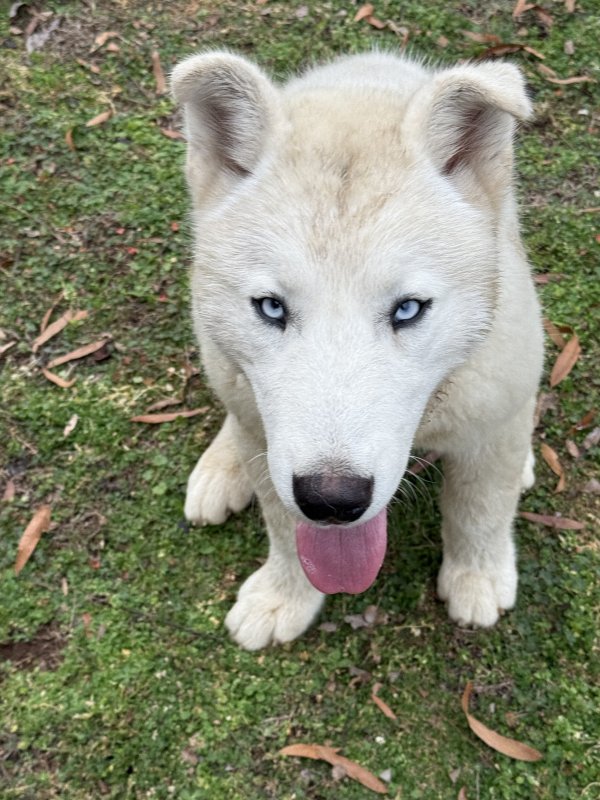 Found Siberian Husky 