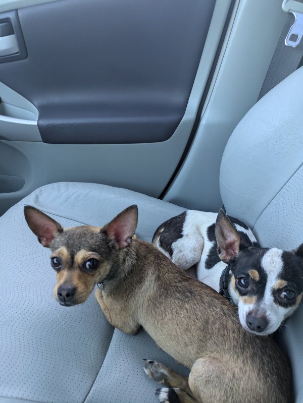 Found Chihuahua in Saint Petersburg, FL