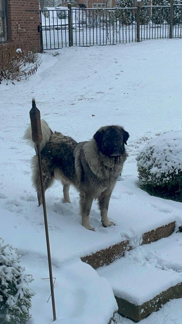 Lost St. Bernard in Columbia, TN