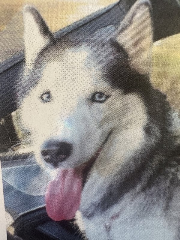 Lost Siberian Husky in Ellenwood, GA